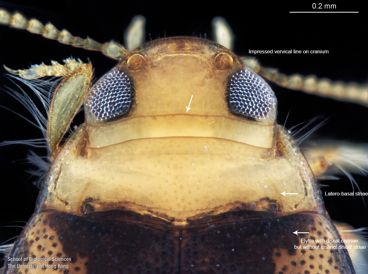 Cranium and pronotum (dorsal view)